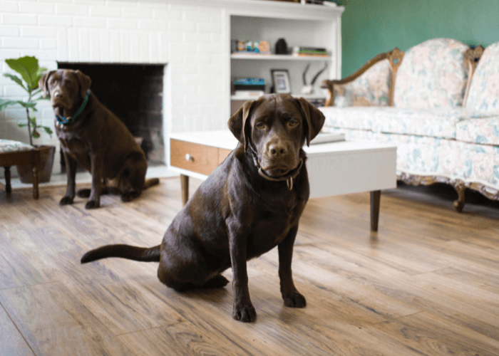 hotel para cachorro em brasilia