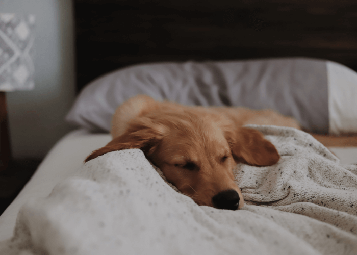 hotel para cachorro em rio