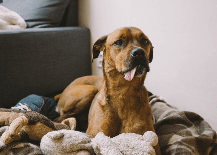 hotel para cachorro em goiana