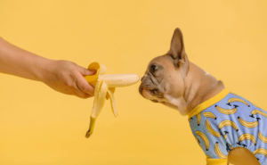 Cachorro pode comer banana?