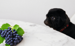 Cachorro pode Comer Uva?