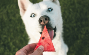Cachorro pode Comer Melancia?