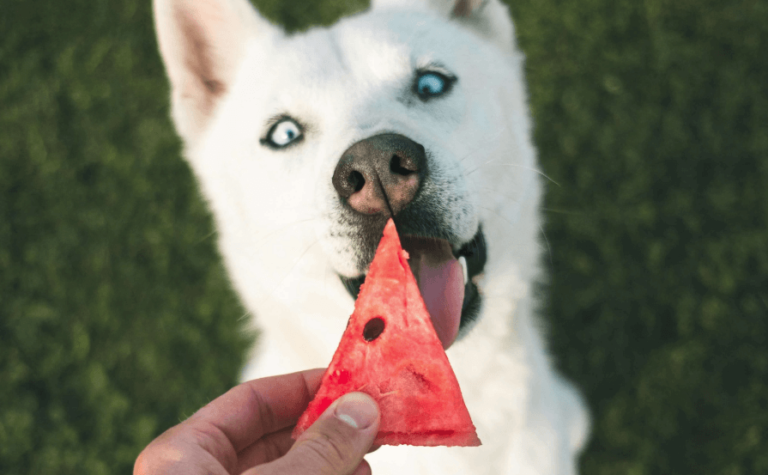 Cachorro pode Comer Melancia?