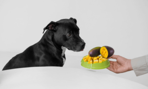 Cachorro pode comer Manga?